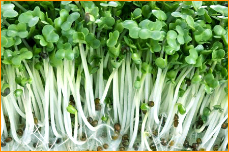 broccoli_sprout1.jpg
